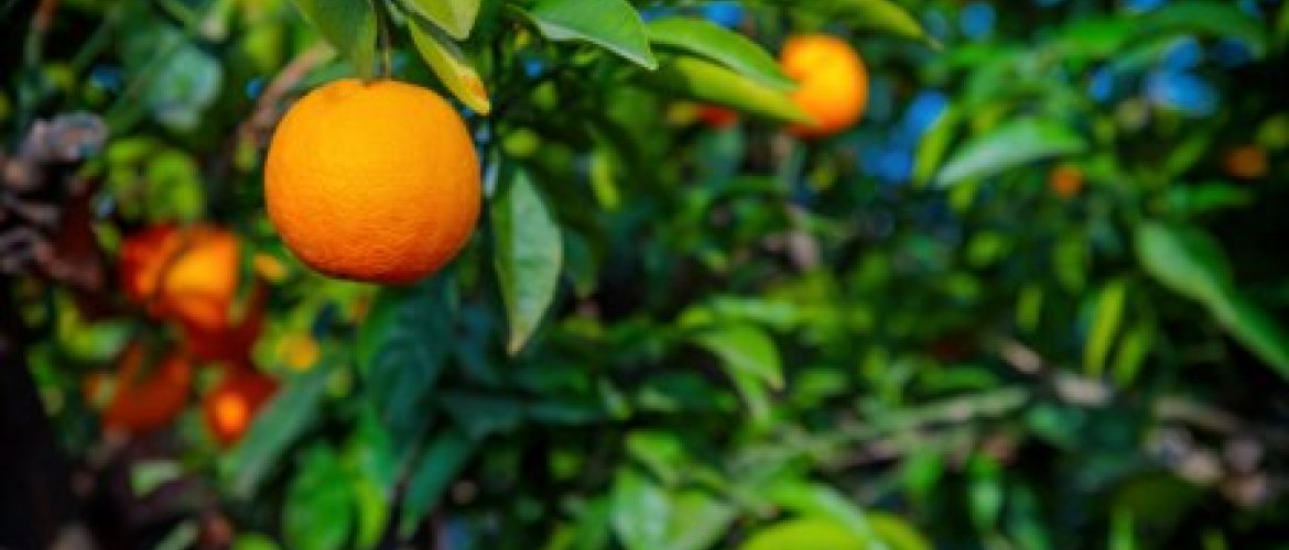 Tervex:Fertilizing perennial plants in spring